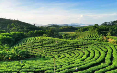 海南农垦乌石白马岭茶业:用心做茶 致富茶农