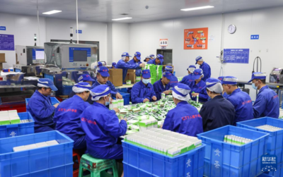 大山深处的“世界抹茶超级工厂”