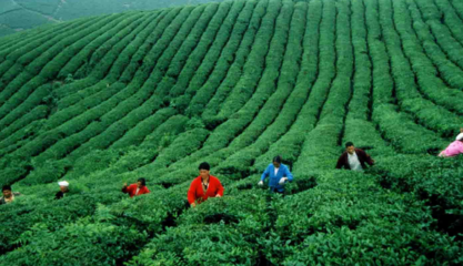 侯康茶业加盟