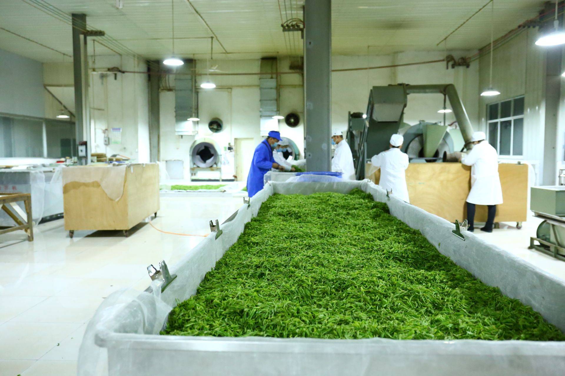 茶企风采:雷山县绿叶香茶业有限责任公司