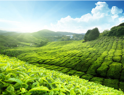 河北12至15元茶叶加盟店-茶叶加盟排行榜-茶叶加盟费