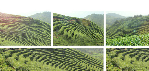 鹏翔茶业的微博_微博