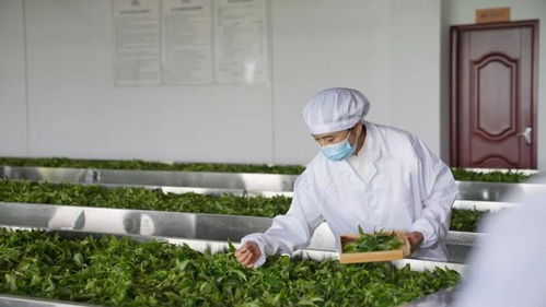 拥抱新变化, 六大茶山 借抖音电商让茶香飘更远