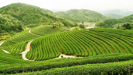 古田:利用区域有利条件 大力发展新型现代茶业