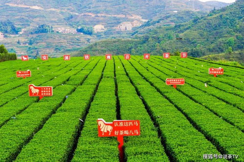 八马茶业京东旗舰店 品质茶叶 优质服务,解决您的茶叶需求与困惑