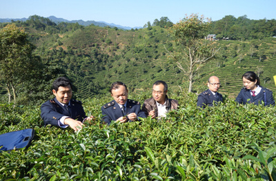 梧州首个出口六堡茶种植场成功备案，助推茶产业国际化发展